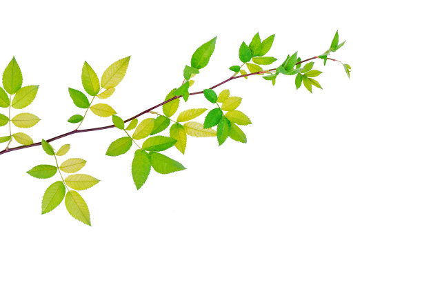 绿色的树枝图片下载