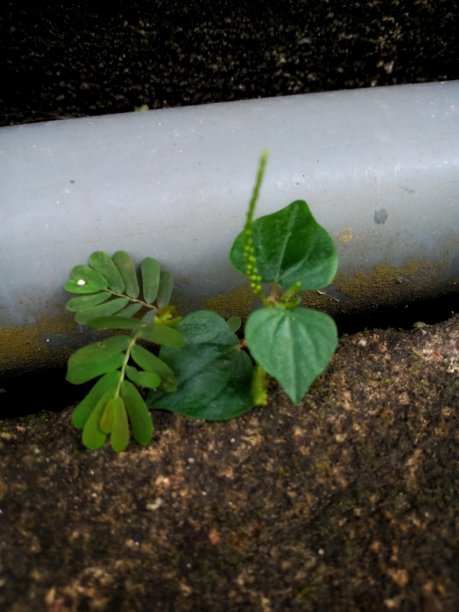 水管前面长着草图片下载