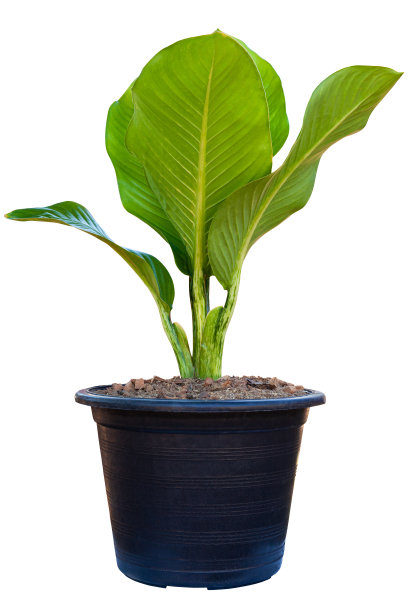 白底上分离的黑色花盆中的白花百合花植物图片下载