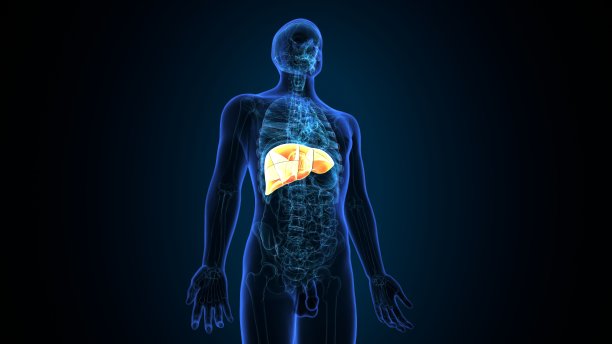 人体内部消化器官肝脏解剖的3D插图图片下载