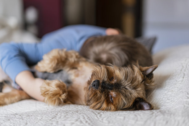 一只约克郡犬和一个躺在床上的小男孩在一起，卧室里躺着一只睡着的小黑狗图片下载