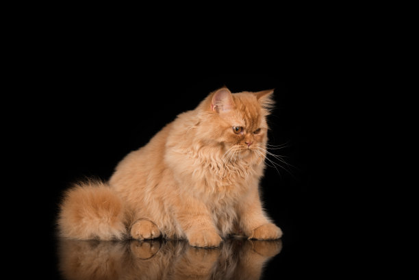 好奇的英国长毛猫坐在黑色的书桌上沉思。黑色背景。寻找正确的。图片下载