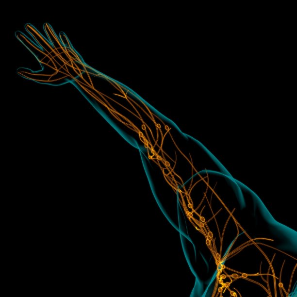 人体淋巴结解剖用于医学概念3D渲染图片下载