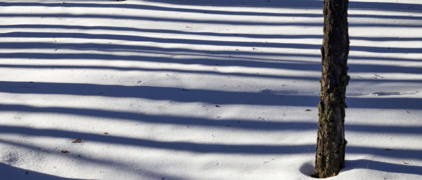 背景是雪上平行的树影图片下载