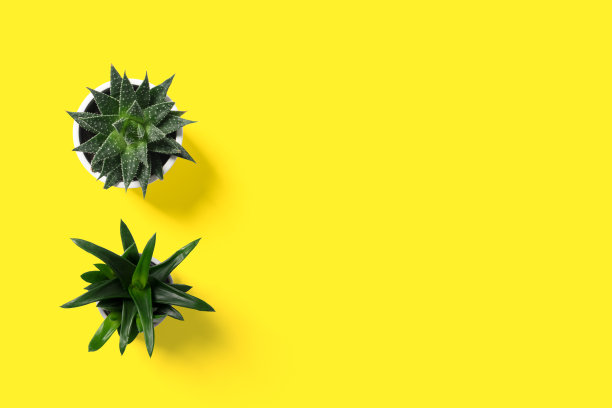 多汁的在一个锅在明亮的黄色背景大复制区域旗帜是明亮的黄色。图片下载