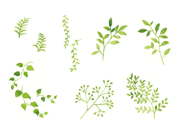 绿色的离开水彩在白色的背景图片下载