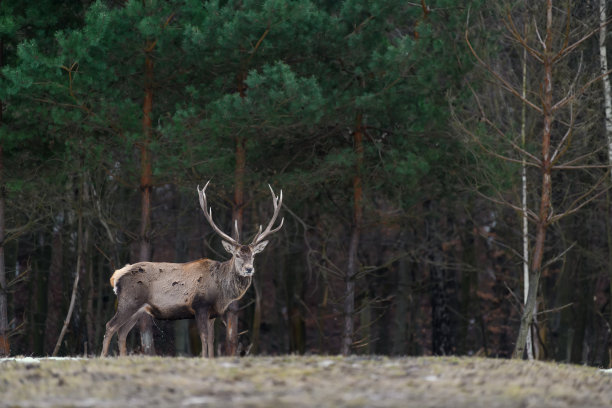 森林中威严的红鹿。自然栖息地的动物图片下载