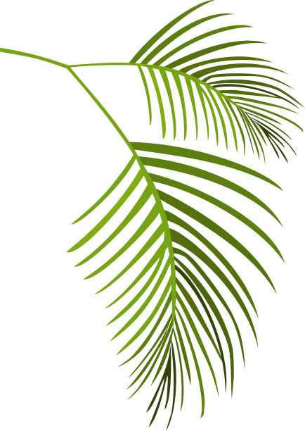 热带棕榈树叶图片下载