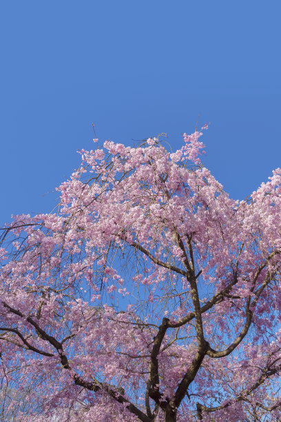 樱花开花的树图片下载