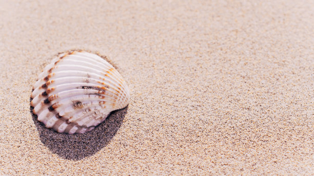 夏日背景海滩上有贝壳、海星、沙滩背景。副本的空间。道路框架集。图片下载