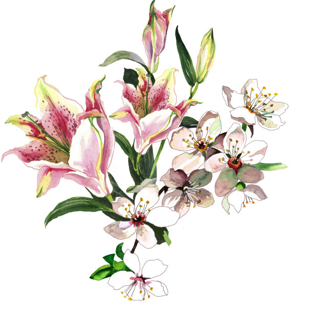 水彩百合和杏花盛开的枝预算孤立的白色植物插图。图片下载