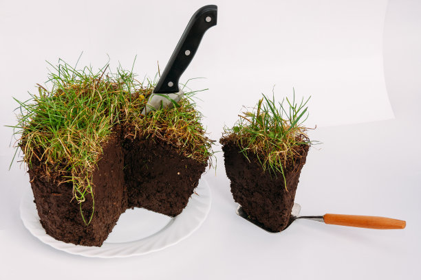 草坪上切下来的馅饼图片下载