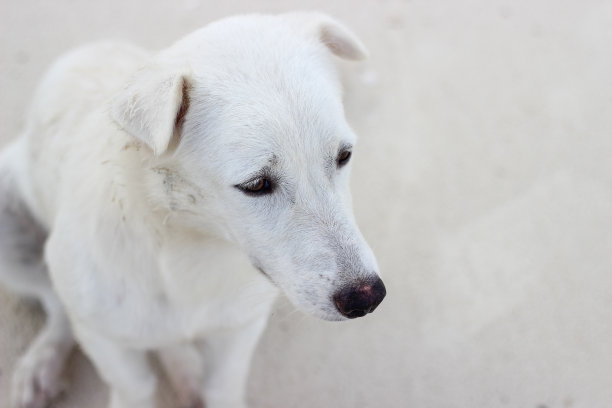 白色的狗坐在白色的海滩上图片下载