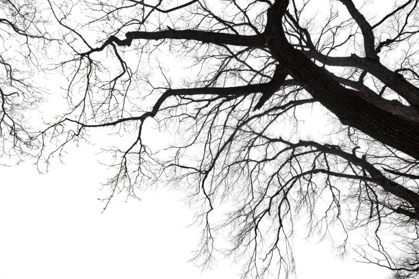 干燥裸露的树枝孤立在白色背景上图片下载