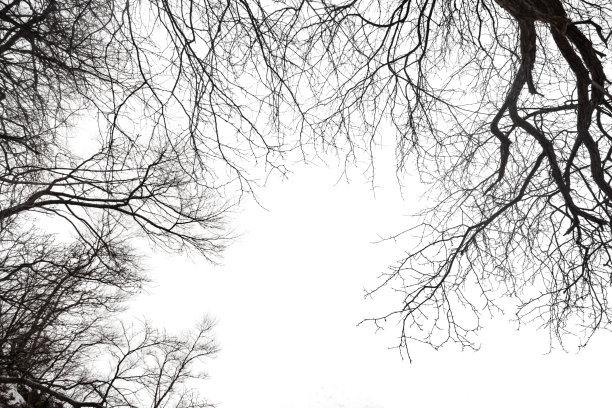 干燥裸露的树枝孤立在白色背景上图片下载