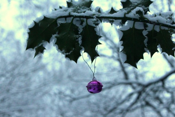 一个紫色的金属小圣诞钟挂在一个冬青树枝上的照片后，在森林景观的大雪图片下载