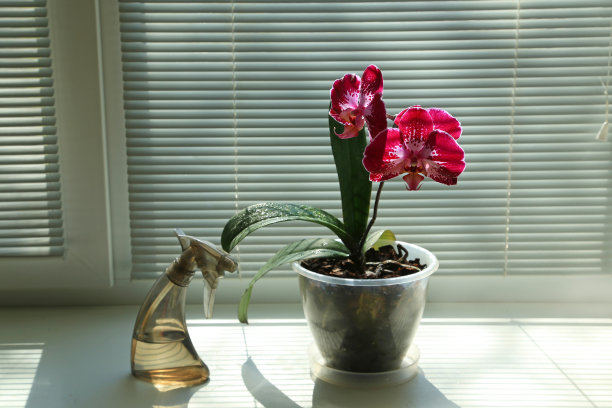 深色斑点的红色兰花在白色窗台上的背景上的百叶窗和花喷雾图片下载