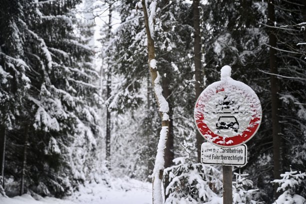 森林里的雪牌图片下载