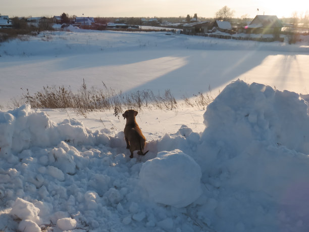 落日余晖下，雪山上的红毛腊肠犬遥望远方图片下载