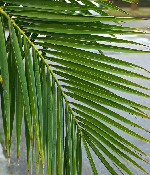 棕榈树枝图片下载