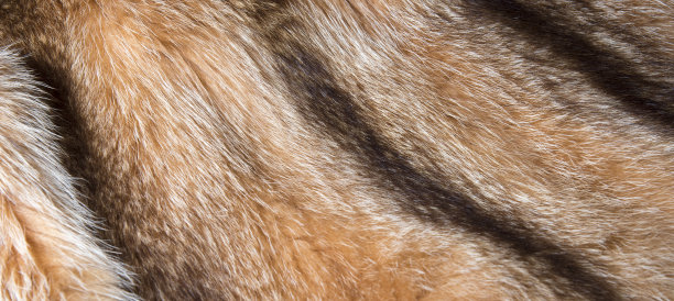 棕色和黑色的天然毛皮为背景纹理设计，橙色动物落图片下载