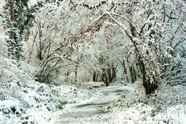 冬天的树林里下雪了图片下载