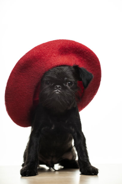 图片的狗帽子白色背景图片下载