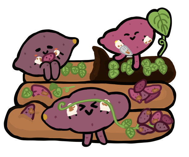 甘薯挖掘远足风景特色图片下载