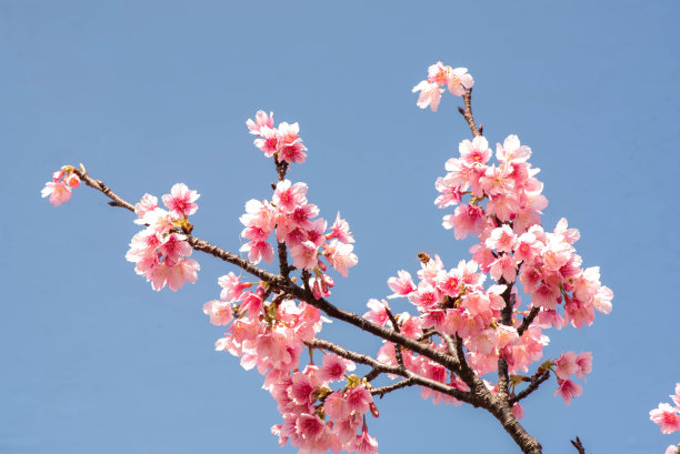 樱花盛开在冲绳县那霸市的一个公园里图片下载