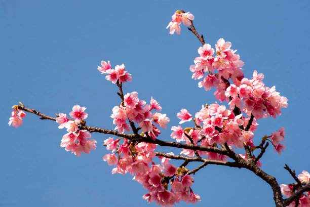 樱花盛开在冲绳县那霸市的一个公园里图片下载