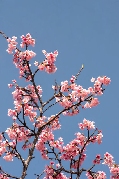 樱花盛开在冲绳县那霸市的一个公园里图片下载