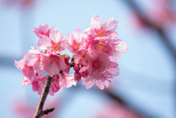 樱花盛开在冲绳县那霸市的一个公园里图片下载