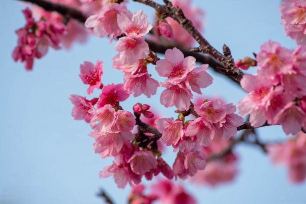樱花盛开在冲绳县那霸市的一个公园里图片下载