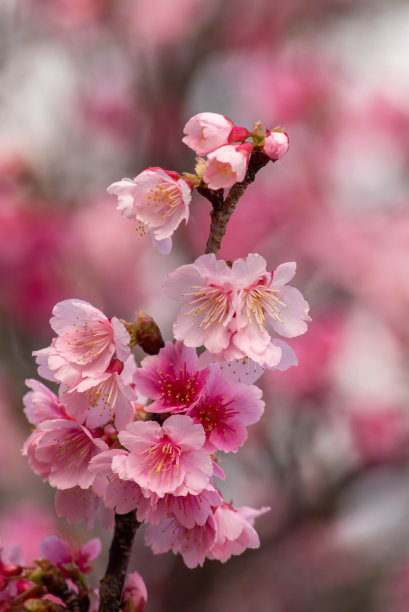 樱花盛开在冲绳县那霸市的一个公园里图片下载