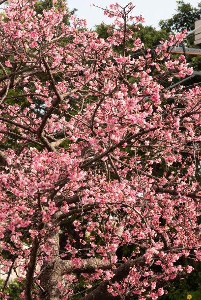 樱花盛开在冲绳县那霸市的一个公园里图片下载