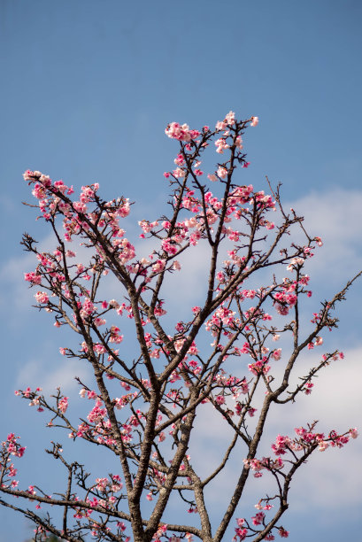 樱花盛开在冲绳县那霸市的一个公园里图片下载