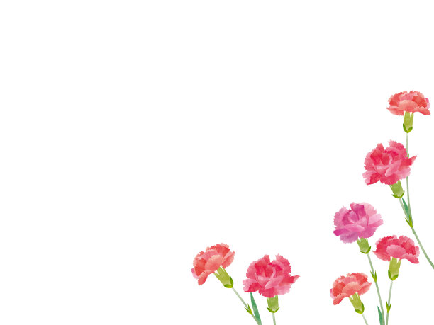 康乃馨母亲节的背景图片下载