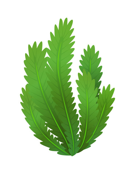 草或灌木丛中。绿色逼真的春草。新鲜植物，园林植物的绿色，草本植物和叶孤立在白色。天然草坪草甸灌木，花卉植被图片下载