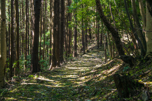 森林里的一条小路图片下载
