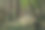 森林里的一条小路图片下载