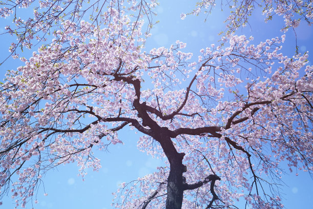 自底向上的观点，樱花树库存照片图片下载