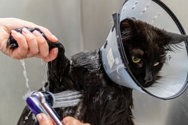 缅因浣熊沐浴和淋浴在美容沙龙图片下载