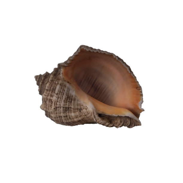 白色背景上孤立的海贝图片下载