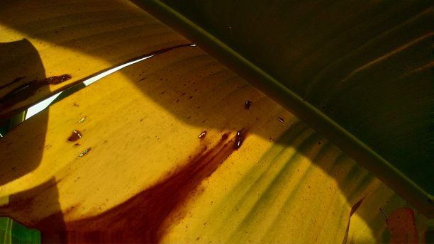 特写:干燥的香蕉棕榈叶的抽象纹理图片下载