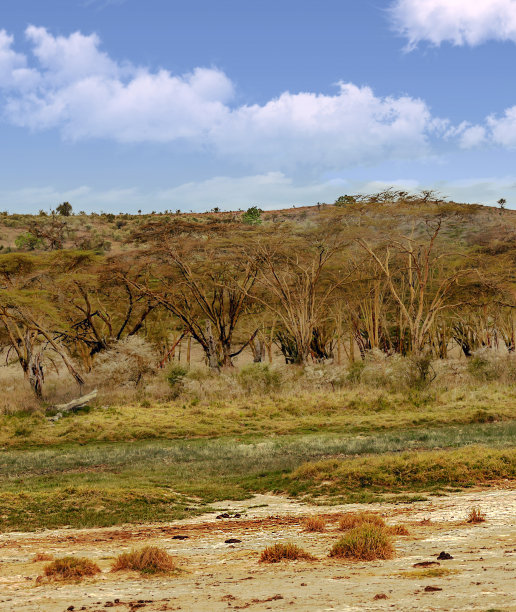 在非洲的森林图片下载