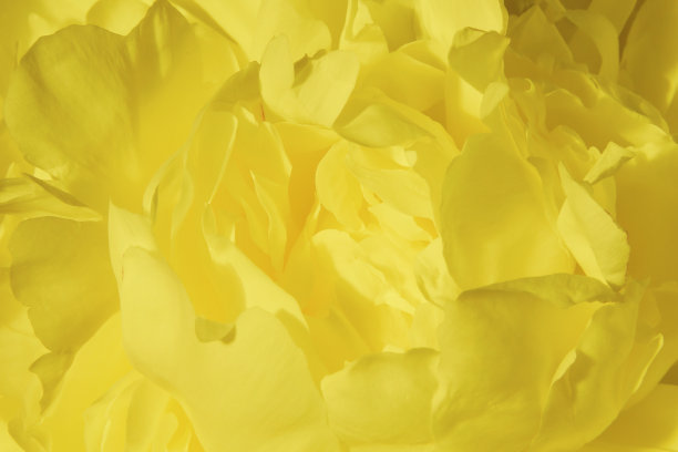 黄色牡丹花蕾特写。图片下载