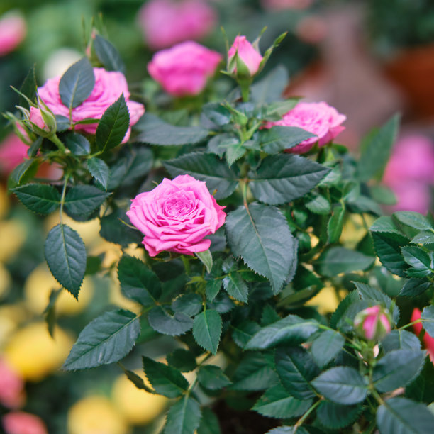 玫瑰是蔷薇属的代表种和变种的总称图片下载