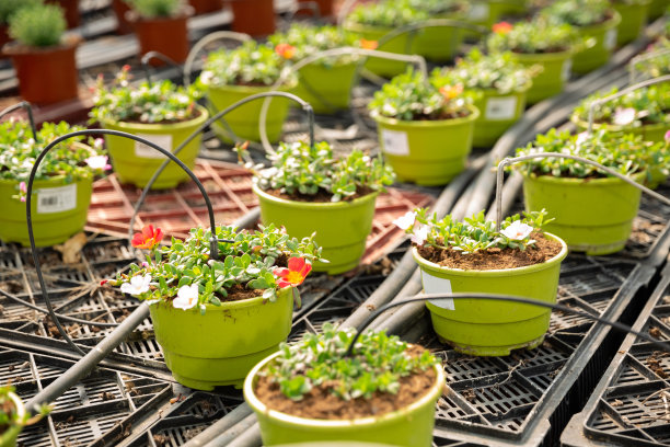 温室中装有马齿苋的花盆图片下载
