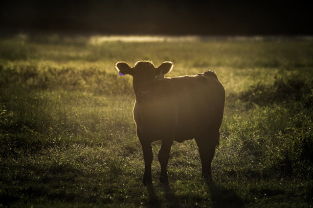 安格斯小母牛的剪影，在金色的灯光下背光图片下载