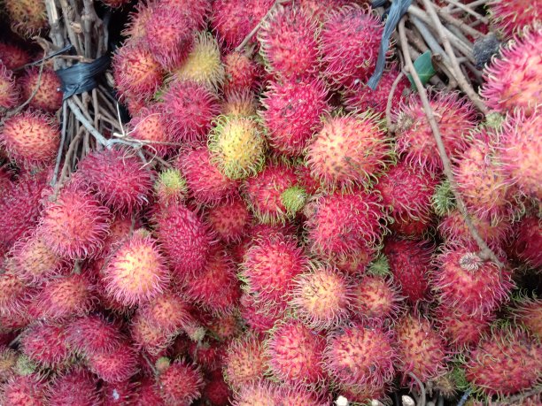 热带水果叫红毛丹图片下载